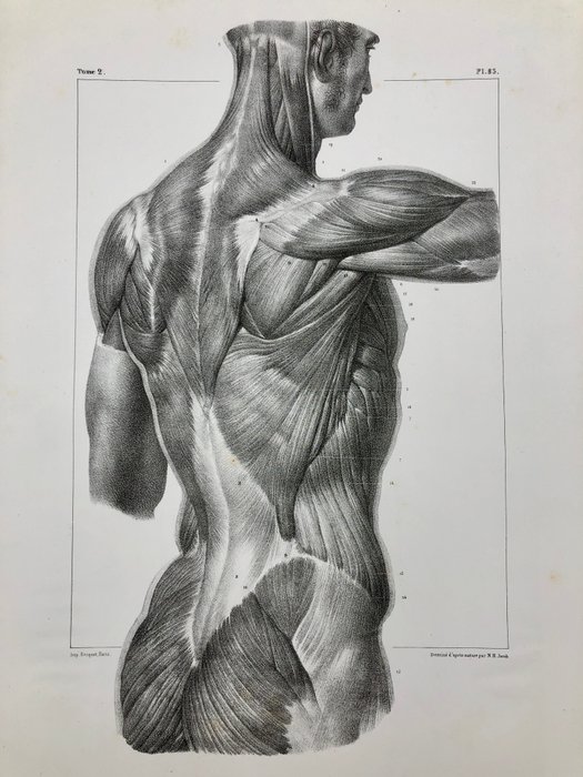 Undervisningsmaterialer - Nicolas-Henri Jacob  Jean Baptiste Marc Bourgery - traité d'anatomie de l'homme 1881 - Papir - 1850-1900