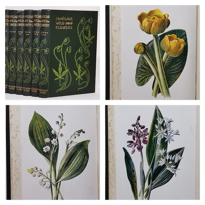 F. Edward Hulme - Familiar Wild Flowers (Complete Set with 320 Colour Plates) - 1902