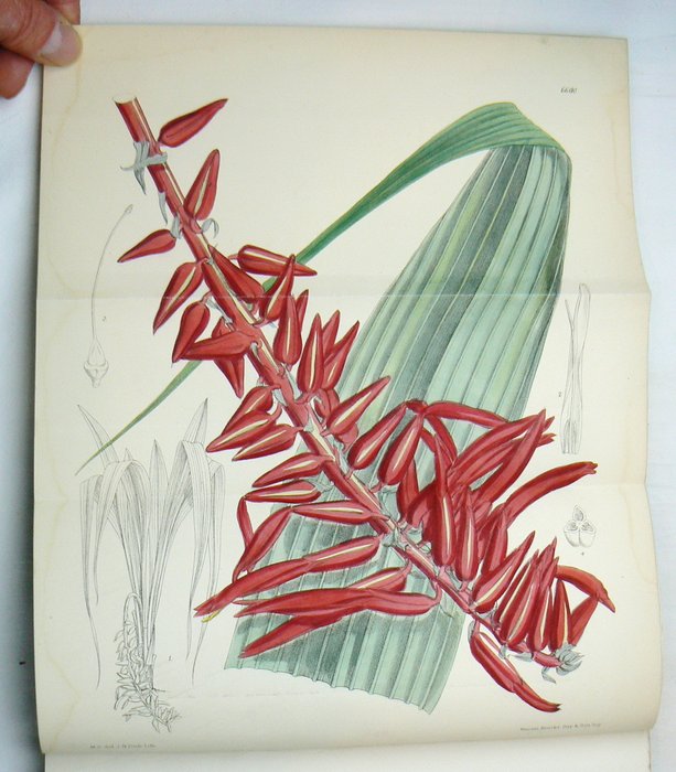 Joseph Dalton Hooker - Curtis's Botanical Magazine - 1882