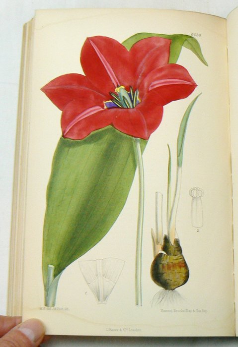 Joseph Dalton Hooker - Curtis's Botanical Magazine - 1882