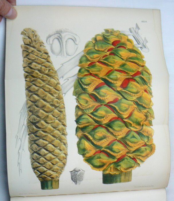 Joseph Dalton Hooker - Curtis's Botanical Magazine - 1882