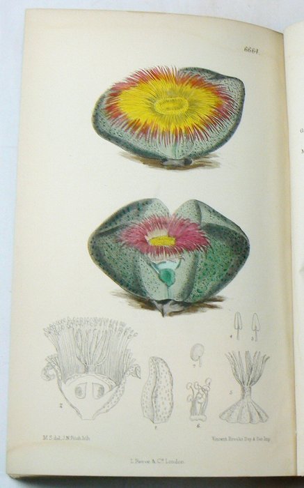 Joseph Dalton Hooker - Curtis's Botanical Magazine - 1882