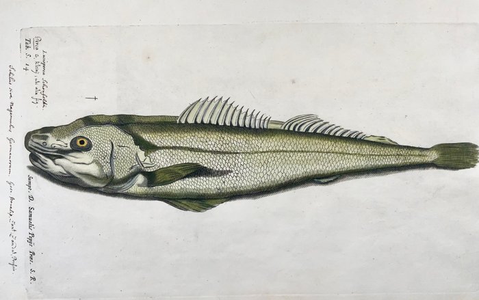 Paul van Somer (1577-1621) - Zander [ Pikeperch Lucioperca ] fish ichthyology large folio copper engraving - 1686