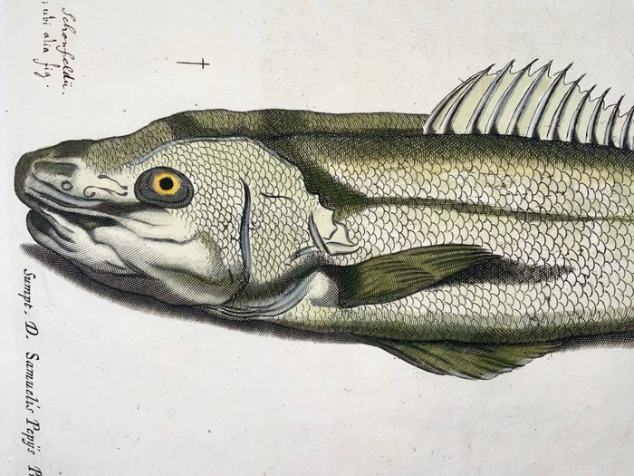 Paul van Somer (1577-1621) - Zander [ Pikeperch Lucioperca ] fish ichthyology large folio copper engraving - 1686