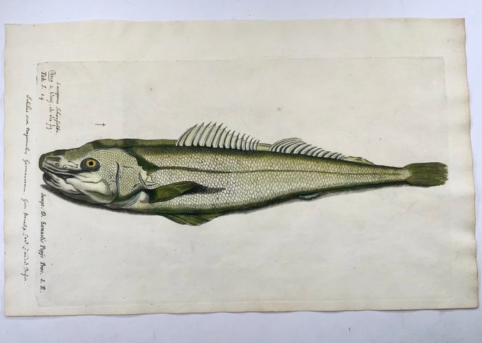 Paul van Somer (1577-1621) - Zander [ Pikeperch Lucioperca ] fish ichthyology large folio copper engraving - 1686