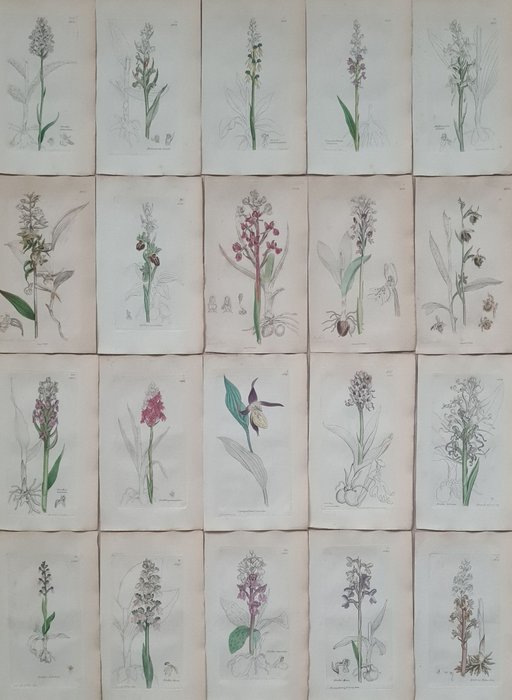 James Sowerby - 20 deels handgekleurde fraaie litho's met orchideeën