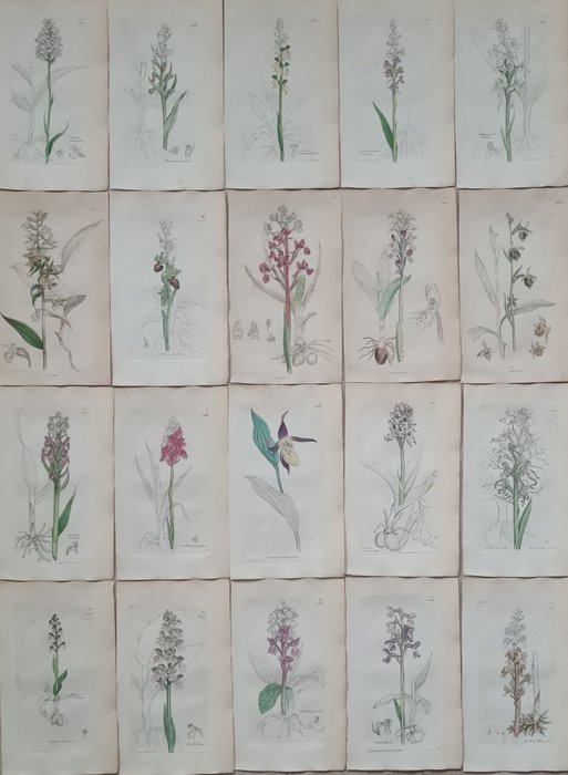 James Sowerby - 20 deels handgekleurde fraaie litho's met orchideeën