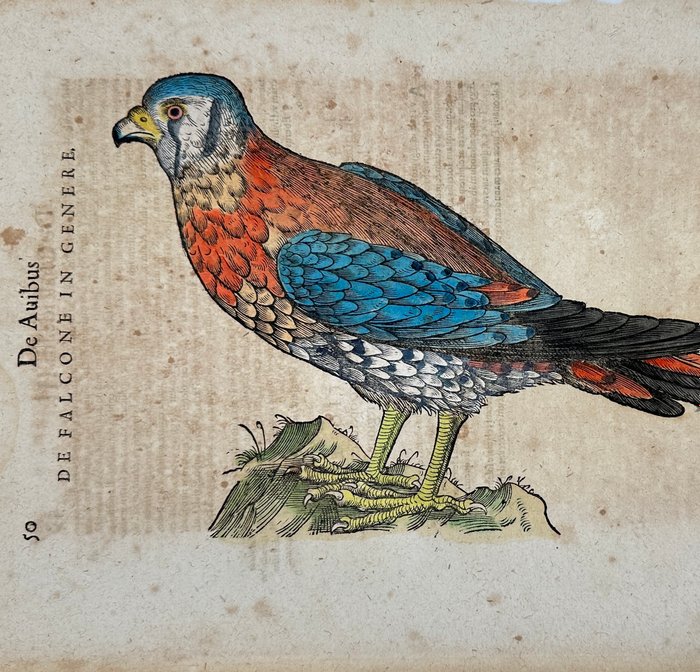 Conrad Gessner (1516-1565) - Hand coloured woodcut - Species of falcon, kestrel or hobby - Falcone - 1617