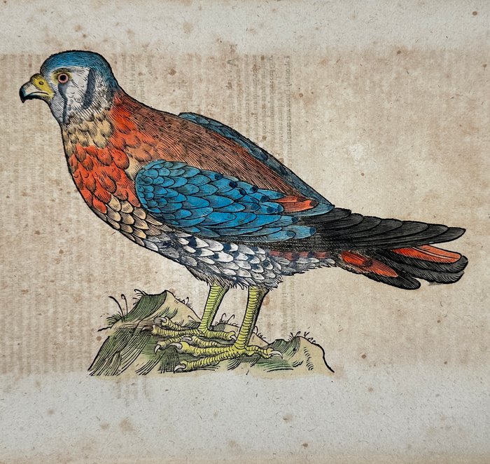 Conrad Gessner (1516-1565) - Hand coloured woodcut - Species of falcon, kestrel or hobby - Falcone - 1617