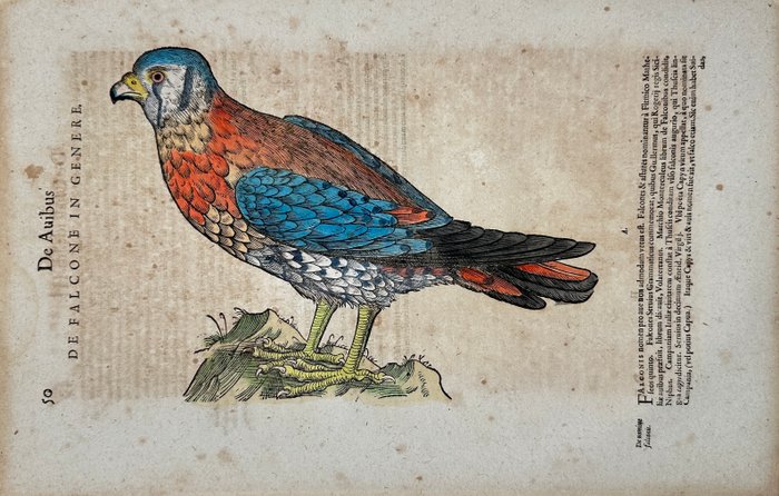 Conrad Gessner (1516-1565) - Hand coloured woodcut - Species of falcon, kestrel or hobby - Falcone - 1617