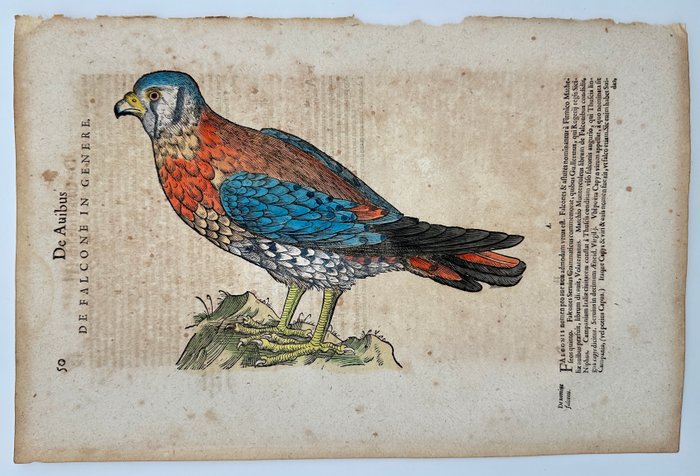 Conrad Gessner (1516-1565) - Hand coloured woodcut - Species of falcon, kestrel or hobby - Falcone - 1617