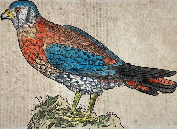 Conrad Gessner (1516-1565) - Hand coloured woodcut - Species of falcon, kestrel or hobby - Falcone - 1617