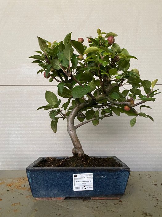 Vildæble bonsai (Malus sargentii) - Højde (Træ): 35 cm - Dybde (Træ): 38 cm - Portugal