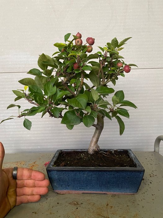 Vildæble bonsai (Malus sargentii) - Højde (Træ): 35 cm - Dybde (Træ): 38 cm - Portugal