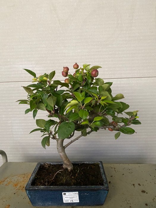 Vildæble bonsai (Malus sargentii) - Højde (Træ): 35 cm - Dybde (Træ): 38 cm - Portugal