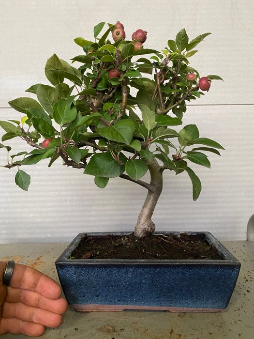 Vildæble bonsai (Malus sargentii) - Højde (Træ): 35 cm - Dybde (Træ): 38 cm - Portugal