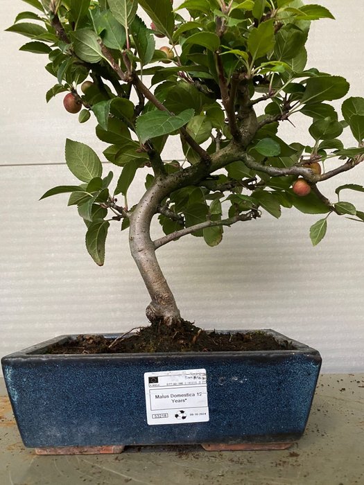 Vildæble bonsai (Malus sargentii) - Højde (Træ): 35 cm - Dybde (Træ): 38 cm - Portugal