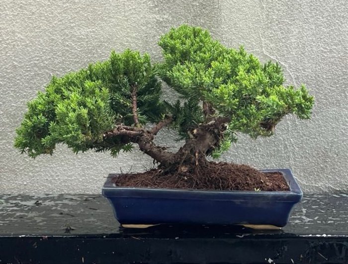 Enebærtræs bonsai (Juniperus) - Højde (Træ): 17 cm - Dybde (Træ): 30 cm - Japan