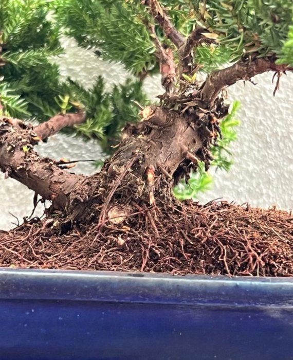 Enebærtræs bonsai (Juniperus) - Højde (Træ): 17 cm - Dybde (Træ): 30 cm - Japan