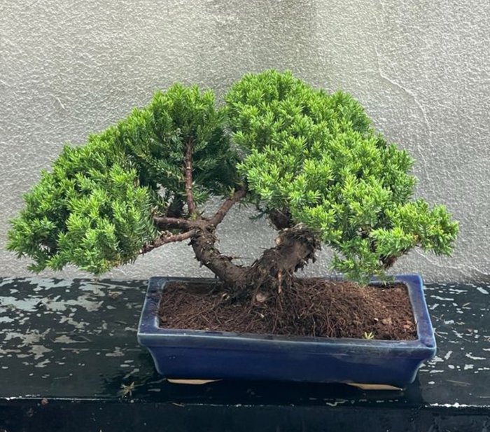 Enebærtræs bonsai (Juniperus) - Højde (Træ): 17 cm - Dybde (Træ): 30 cm - Japan