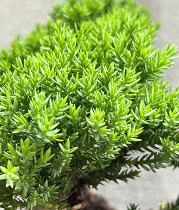 Enebærtræs bonsai (Juniperus) - Højde (Træ): 17 cm - Dybde (Træ): 30 cm - Japan