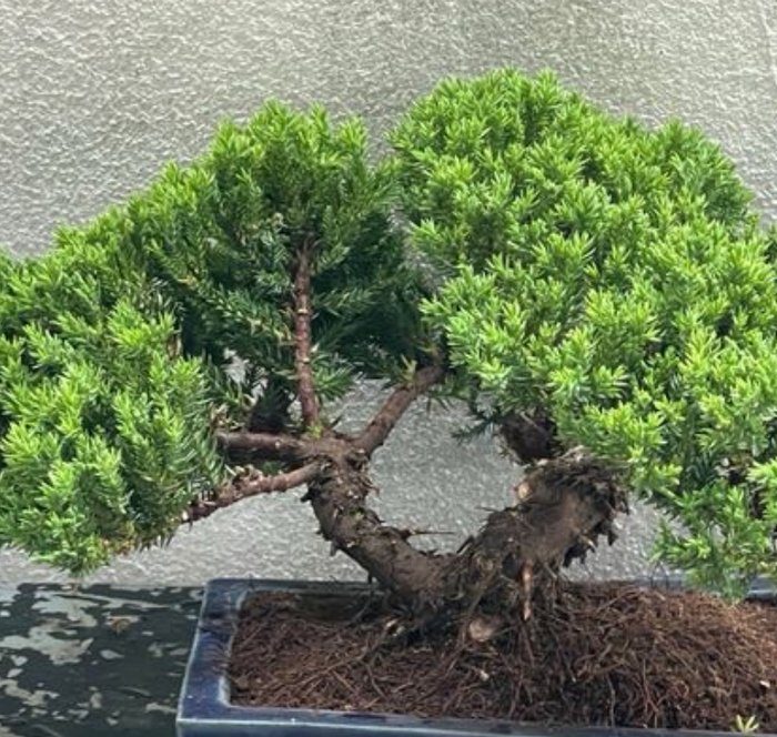 Enebærtræs bonsai (Juniperus) - Højde (Træ): 17 cm - Dybde (Træ): 30 cm - Japan