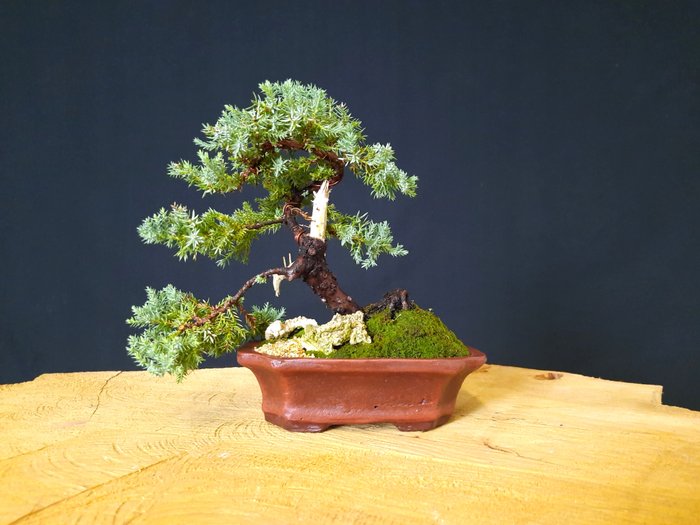 Enebærtræs bonsai (Juniperus) - Højde (Træ): 17 cm - Dybde (Træ): 13 cm - Italien