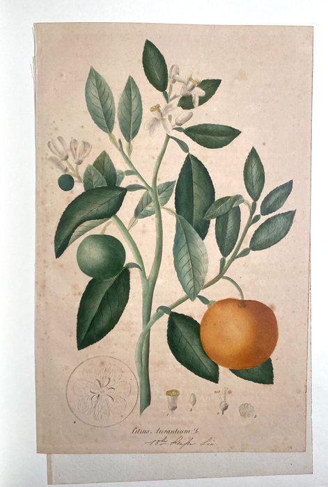 Citrus Aurantium Original copper engraving - 1830