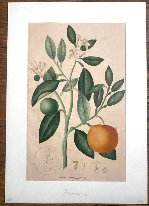 Citrus Aurantium Original copper engraving - 1830