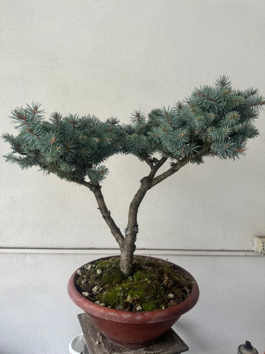 Grantræs bonsai (Picea) - Højde (Træ): 45 cm - Dybde (Træ): 55 cm - Italien