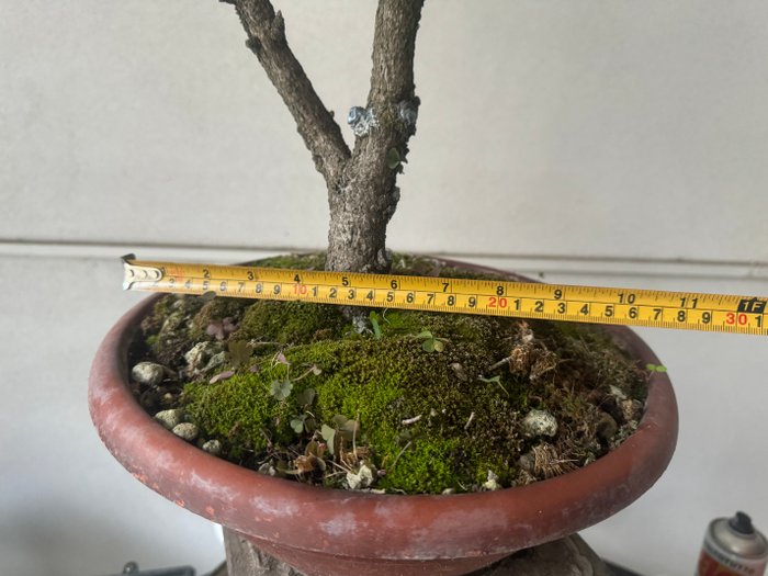 Grantræs bonsai (Picea) - Højde (Træ): 45 cm - Dybde (Træ): 55 cm - Italien