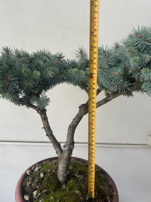 Grantræs bonsai (Picea) - Højde (Træ): 45 cm - Dybde (Træ): 55 cm - Italien