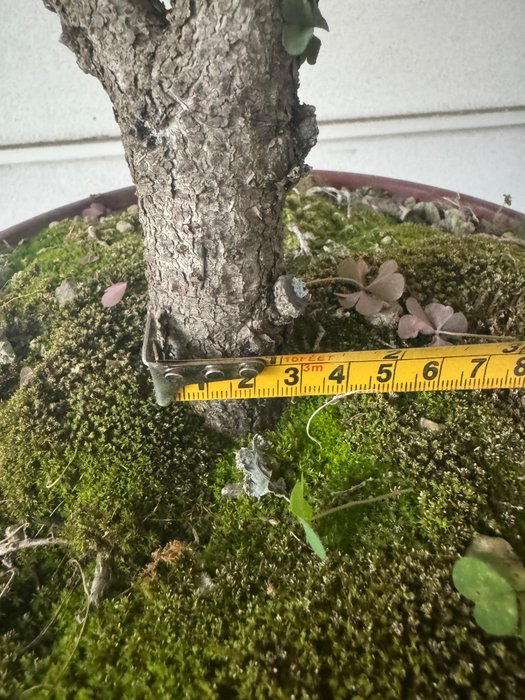 Grantræs bonsai (Picea) - Højde (Træ): 45 cm - Dybde (Træ): 55 cm - Italien