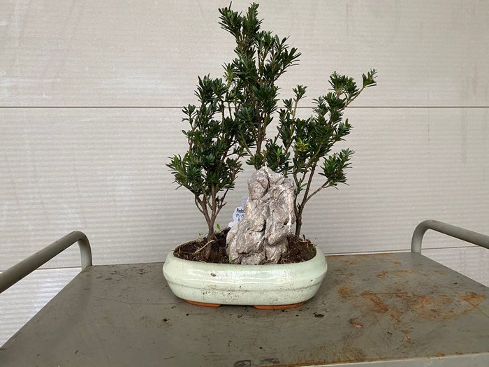 Buddhistisk fyrretræs bonsai (Podocarpus macrophyllus) - Højde (Træ): 40 cm - Dybde (Træ): 35 cm - Belgien - 4 stammer og sten