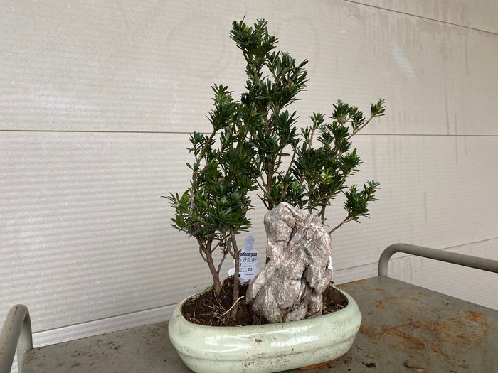 Buddhistisk fyrretræs bonsai (Podocarpus macrophyllus) - Højde (Træ): 40 cm - Dybde (Træ): 35 cm - Belgien - 4 stammer og sten