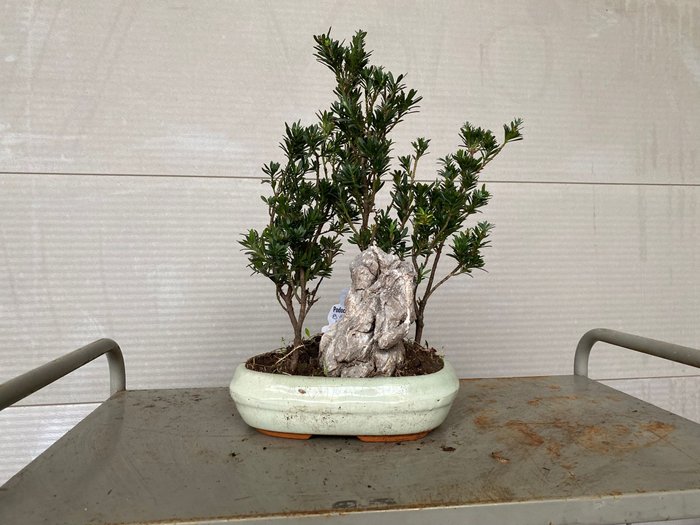 Buddhistisk fyrretræs bonsai (Podocarpus macrophyllus) - Højde (Træ): 40 cm - Dybde (Træ): 35 cm - Belgien - 4 stammer og sten