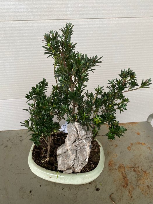 Buddhistisk fyrretræs bonsai (Podocarpus macrophyllus) - Højde (Træ): 40 cm - Dybde (Træ): 35 cm - Belgien - 4 stammer og sten