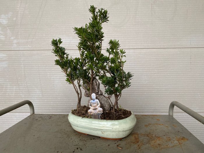 Buddhistisk fyrretræs bonsai (Podocarpus macrophyllus) - Højde (Træ): 40 cm - Dybde (Træ): 35 cm - Belgien - 4 stammer og sten