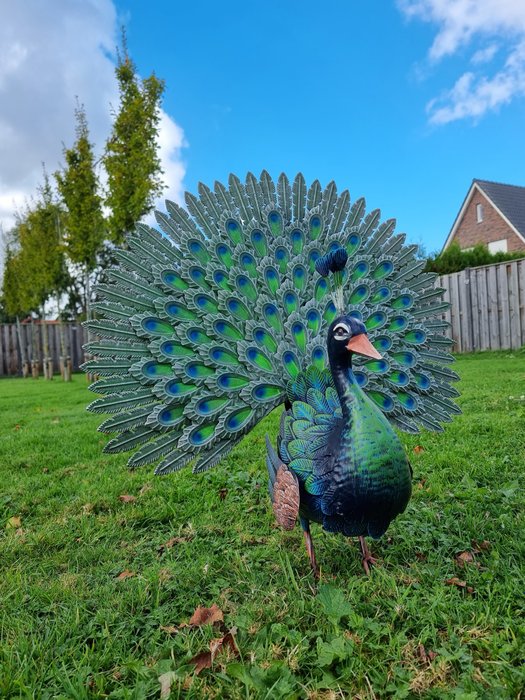 Statue, XL Metal Garden Peacock - 63 cm - Metal