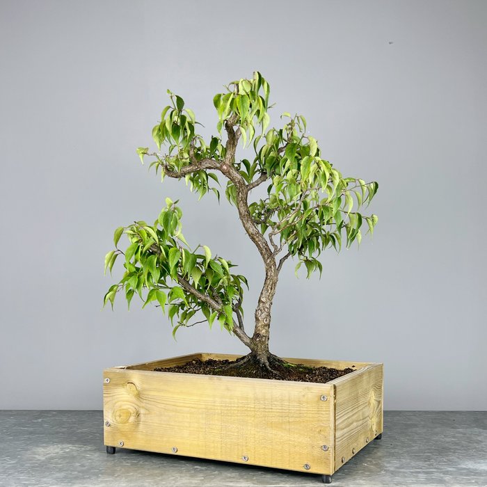 Japansk kirsebærtræ - Højde (Træ): 50 cm - Dybde (Træ): 45 cm - Japan - Prunus Mume