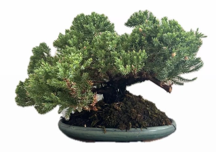 Enebærtræs bonsai (Juniperus) - Højde (Træ): 18 cm - Dybde (Træ): 32 cm - Japan