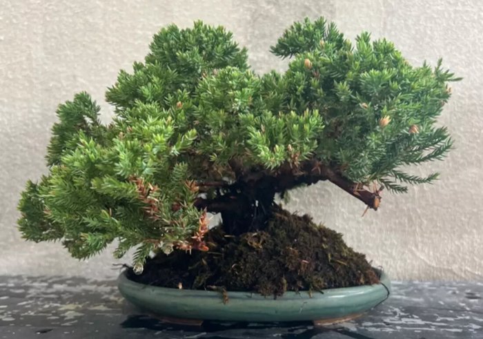 Enebærtræs bonsai (Juniperus) - Højde (Træ): 18 cm - Dybde (Træ): 32 cm - Japan