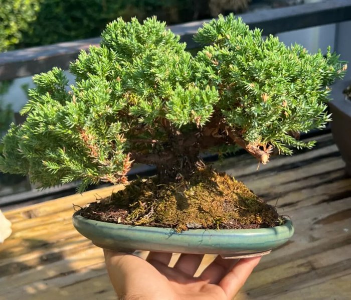 Enebærtræs bonsai (Juniperus) - Højde (Træ): 18 cm - Dybde (Træ): 32 cm - Japan