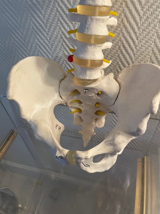 Medicinsk instrument - Cervikal anatomisk model Rygsøjle og bækken - Harpiks