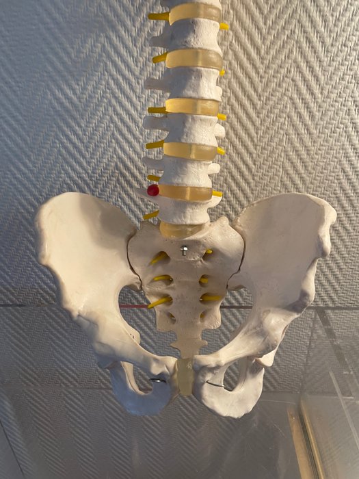 Medicinsk instrument - Cervikal anatomisk model Rygsøjle og bækken - Harpiks