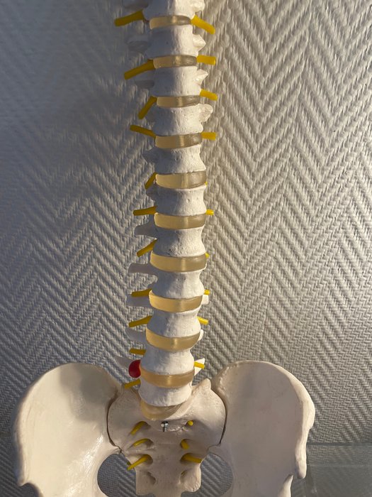 Medicinsk instrument - Cervikal anatomisk model Rygsøjle og bækken - Harpiks