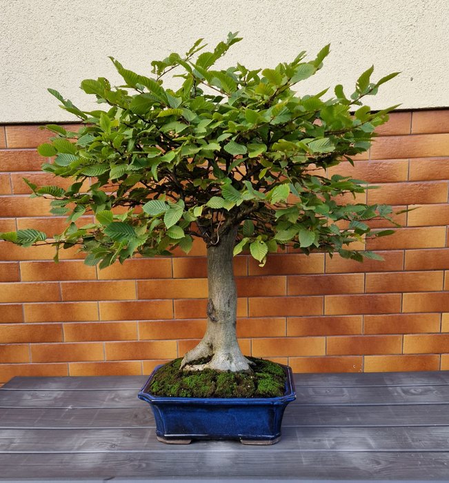 Avnbøgs bonsai (Carpinus) - Højde (Træ): 70 cm - Dybde (Træ): 50 cm - Polen - Bonsai Avnbøg Carpinus