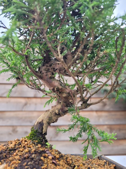 juniperus chinensis itoigawa shohin bonsai - Højde (Træ): 21 cm - Dybde (Træ): 17 cm - Japan