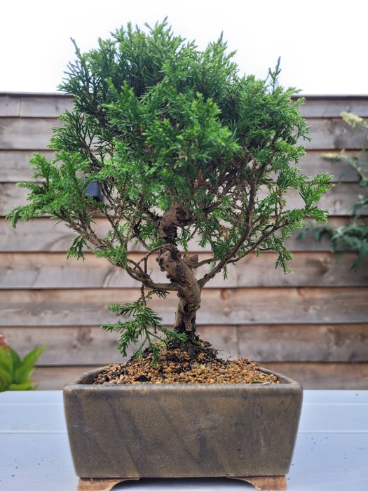 juniperus chinensis itoigawa shohin bonsai - Højde (Træ): 21 cm - Dybde (Træ): 17 cm - Japan