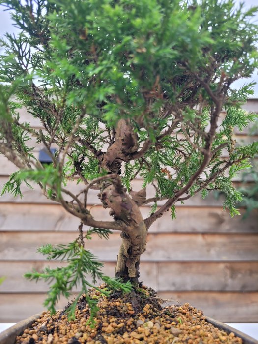 juniperus chinensis itoigawa shohin bonsai - Højde (Træ): 21 cm - Dybde (Træ): 17 cm - Japan